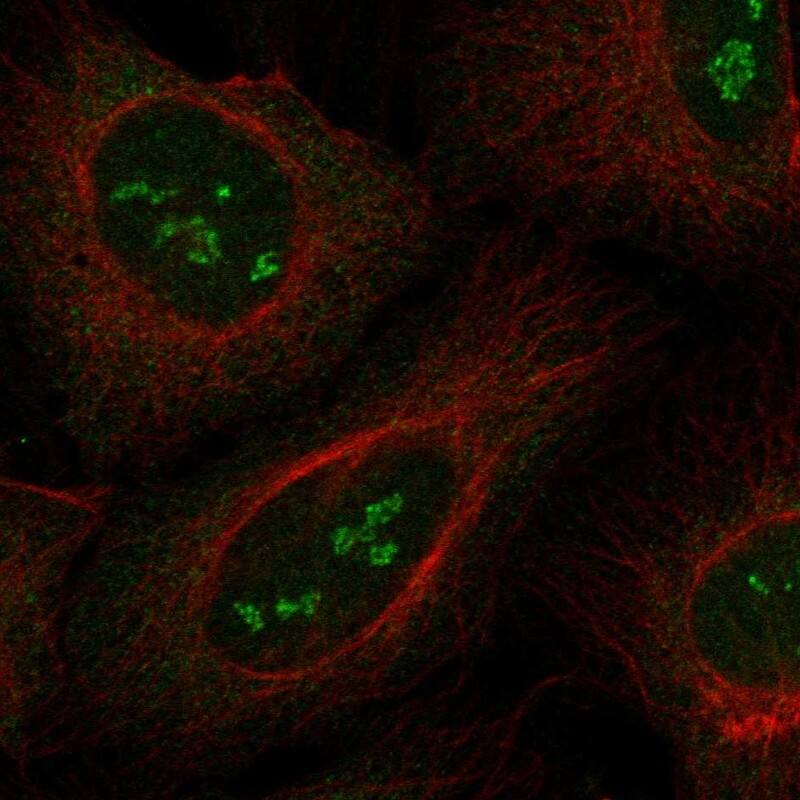 RBM46 Antibody Immunocytochemistry/Immunofluorescence: RBM46 Antibody [NBP3-25096]