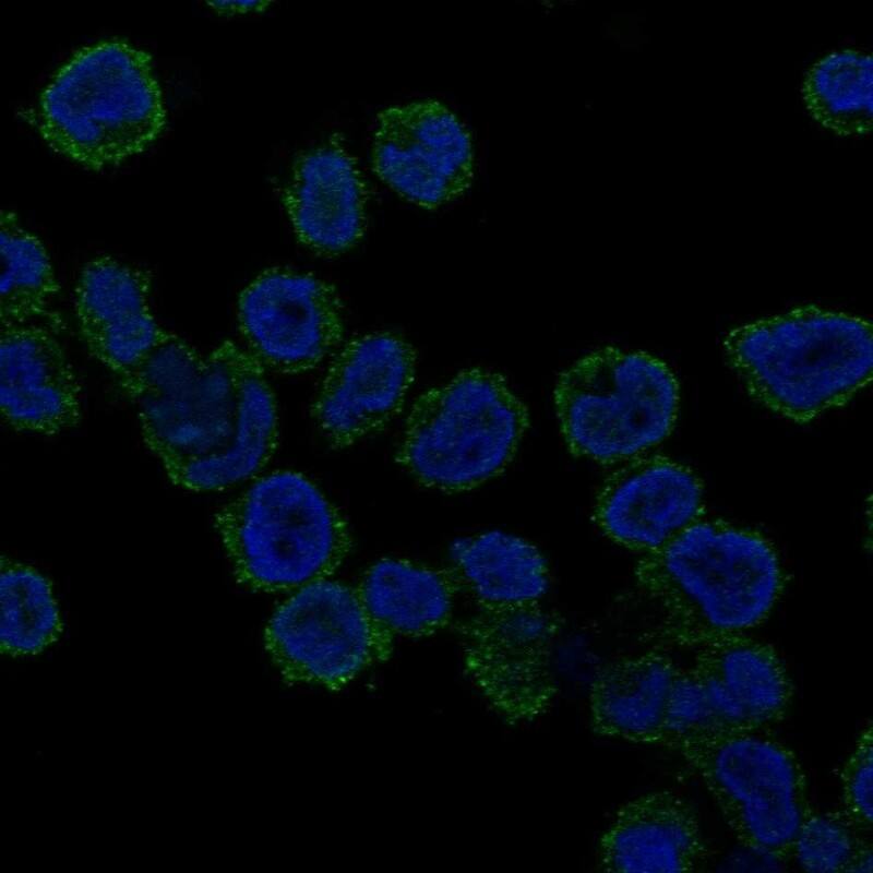 REPS1 Antibody Immunocytochemistry/Immunofluorescence: REPS1 Antibody [NBP3-25098]