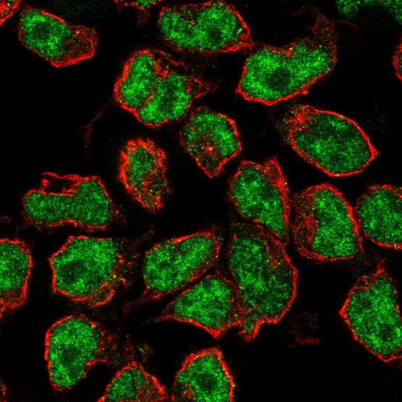 RFX5 Antibody Immunocytochemistry/Immunofluorescence: RFX5 Antibody [NBP3-25102]