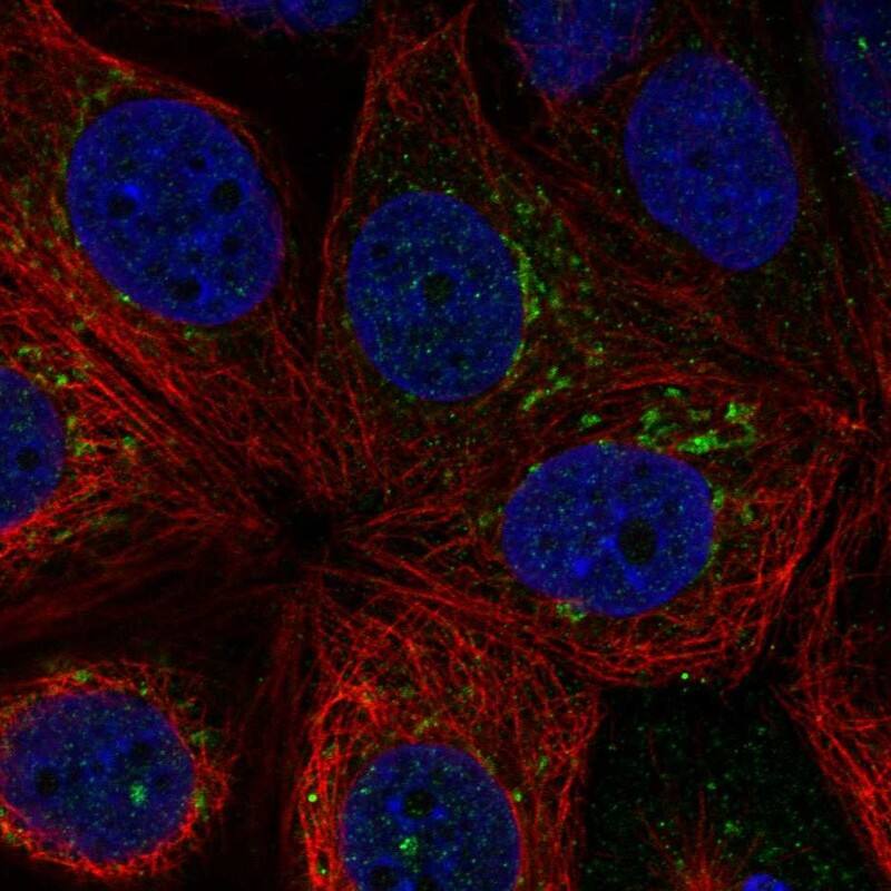 RNF224 Antibody Immunocytochemistry/Immunofluorescence: RNF224 Antibody [NBP3-25110]