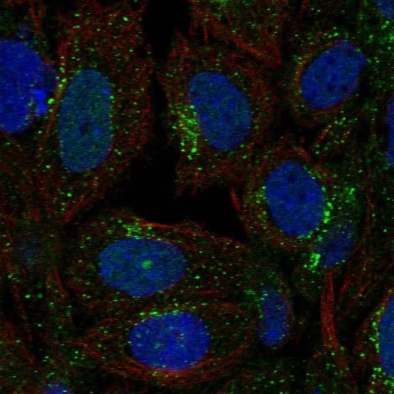 SEC23A Antibody Immunocytochemistry/Immunofluorescence: SEC23A Antibody [NBP3-25126]