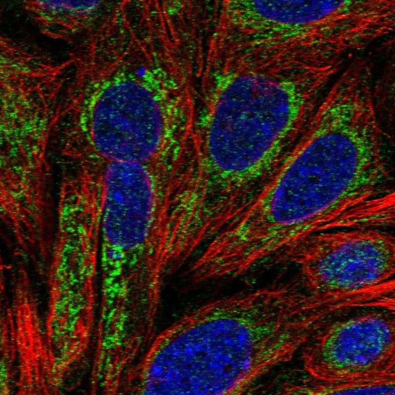 SEL1L3 Antibody Immunocytochemistry/Immunofluorescence: SEL1L3 Antibody [NBP3-25127]