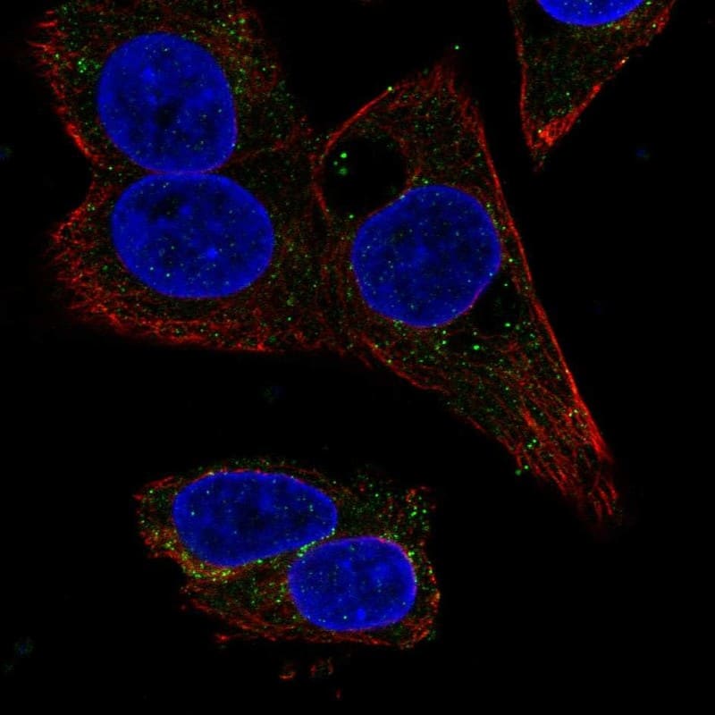 Serpin A4/Kallistatin Antibody Immunocytochemistry/Immunofluorescence: Serpin A4/Kallistatin Antibody [NBP3-25131]