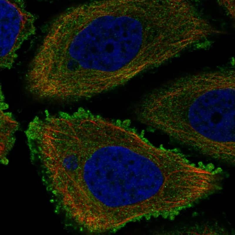 SLC20A1 Antibody Immunocytochemistry/Immunofluorescence: SLC20A1 Antibody [NBP3-25139]