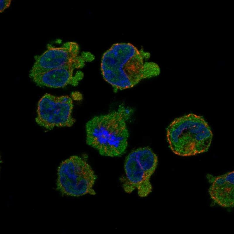 SLC24A2 Antibody Immunocytochemistry/Immunofluorescence: SLC24A2 Antibody [NBP3-25140]