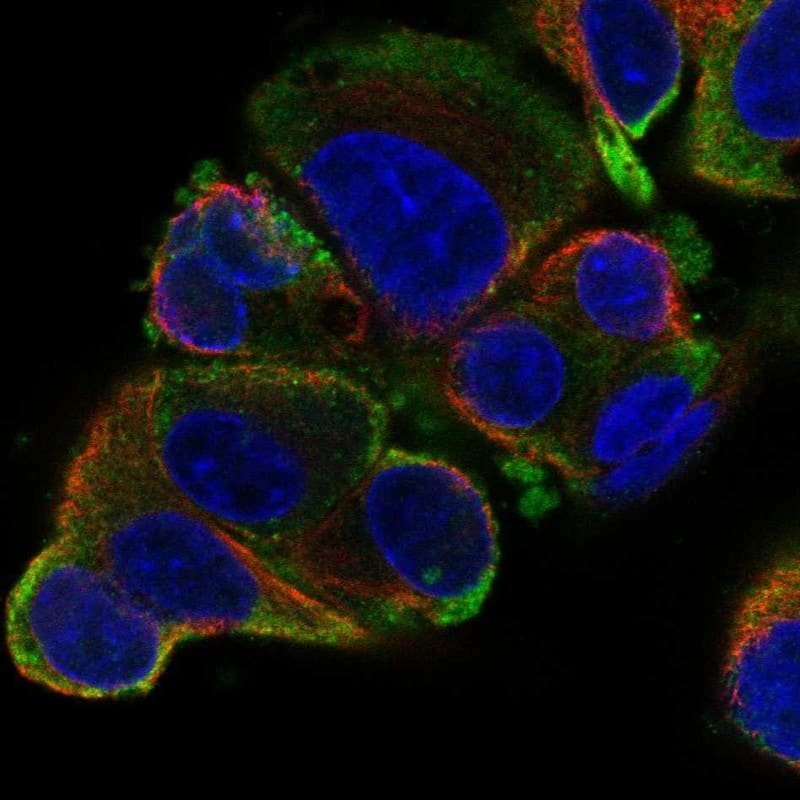 SLC26A6 Antibody Immunocytochemistry/Immunofluorescence: SLC26A6 Antibody [NBP3-25143]