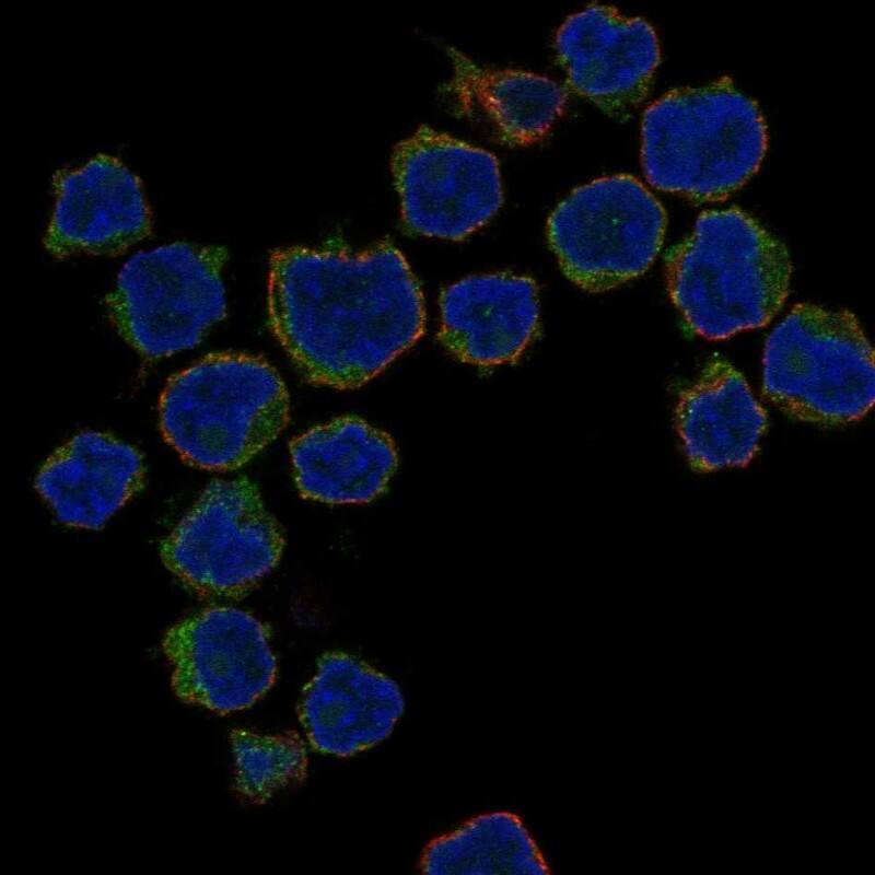 Spermatogensis associated protein 1 Antibody Immunocytochemistry/Immunofluorescence: Spermatogensis associated protein 1 Antibody [NBP3-25154]