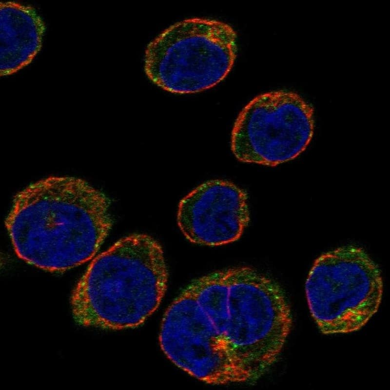 STAM-1 Antibody Immunocytochemistry/Immunofluorescence: STAM-1 Antibody [NBP3-25160]