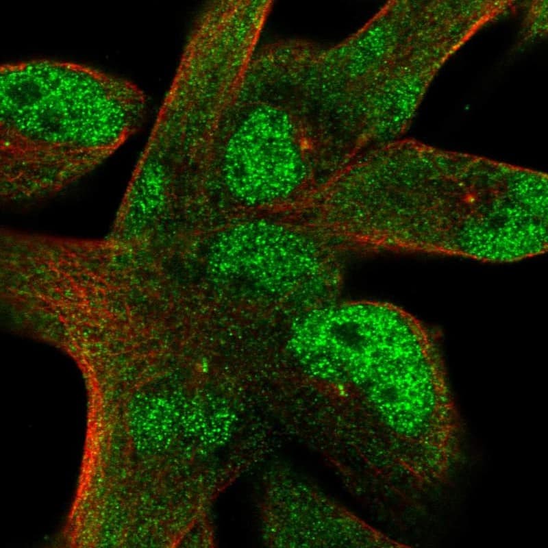 STIL Antibody Immunocytochemistry/Immunofluorescence: STIL Antibody [NBP3-25162]