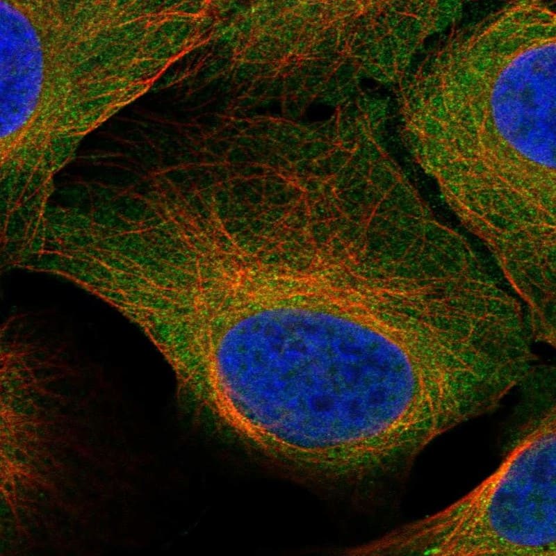 STRA8 Antibody Immunocytochemistry/Immunofluorescence: STRA8 Antibody [NBP3-25164]