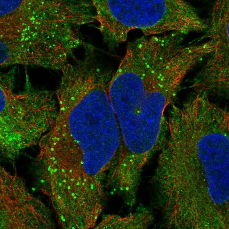 TAS2R10 Antibody Immunocytochemistry/Immunofluorescence: TAS2R10 Antibody [NBP3-25171]