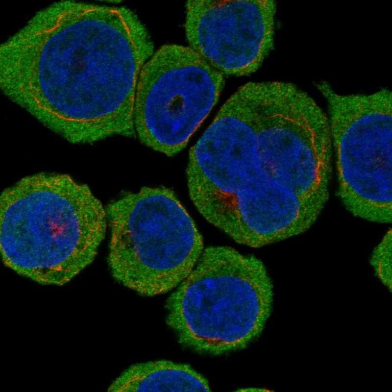 TESPA1 Antibody Immunocytochemistry/Immunofluorescence: TESPA1 Antibody [NBP3-25179]