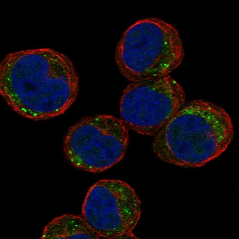 TEX55 Antibody Immunocytochemistry/Immunofluorescence: TEX55 Antibody [NBP3-25185]