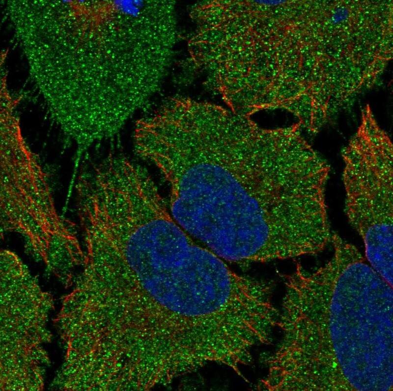 TMCO5 Antibody Immunocytochemistry/Immunofluorescence: TMCO5 Antibody [NBP3-25197]