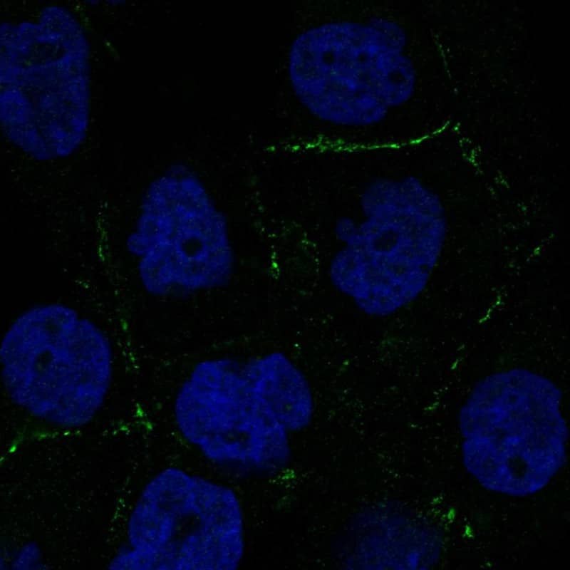 TMEM24 Antibody Immunocytochemistry/Immunofluorescence: TMEM24 Antibody [NBP3-25199]