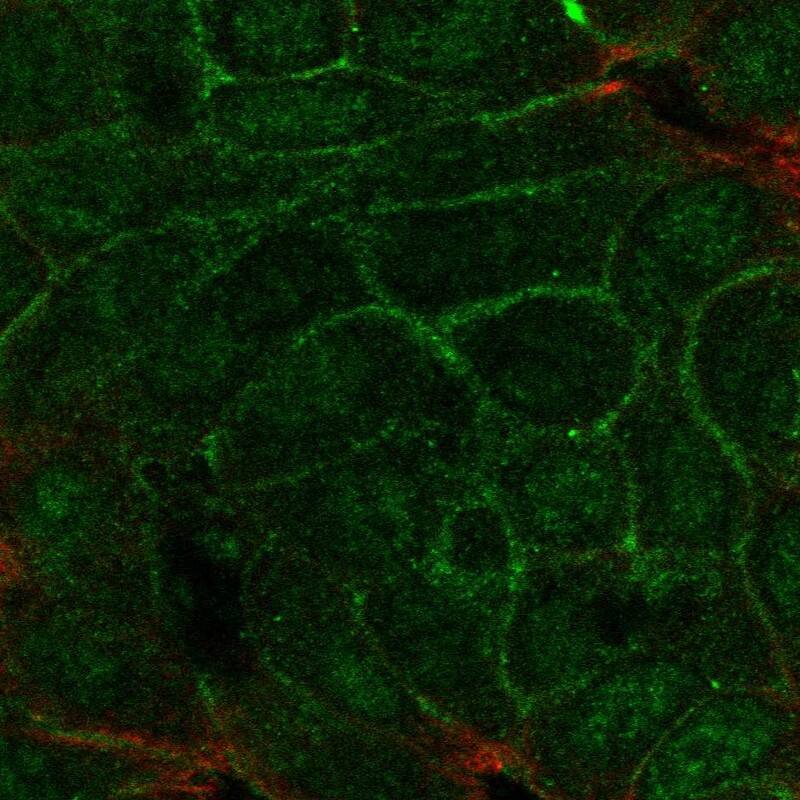 TMEM52 Antibody Immunocytochemistry/Immunofluorescence: TMEM52 Antibody [NBP3-25200]