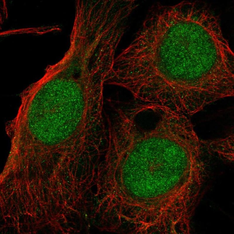 TXNL4A Antibody Immunocytochemistry/Immunofluorescence: TXNL4A Antibody [NBP3-25211]