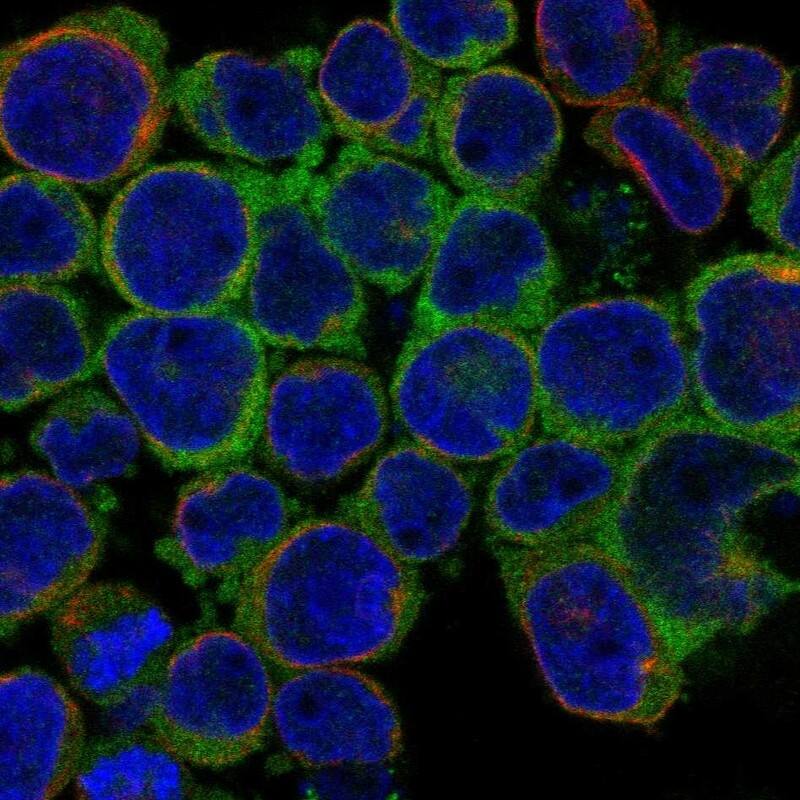 UBASH3B/STS1/Tula-2 Antibody Immunocytochemistry/Immunofluorescence: UBASH3B/STS1/Tula-2 Antibody [NBP3-25213]