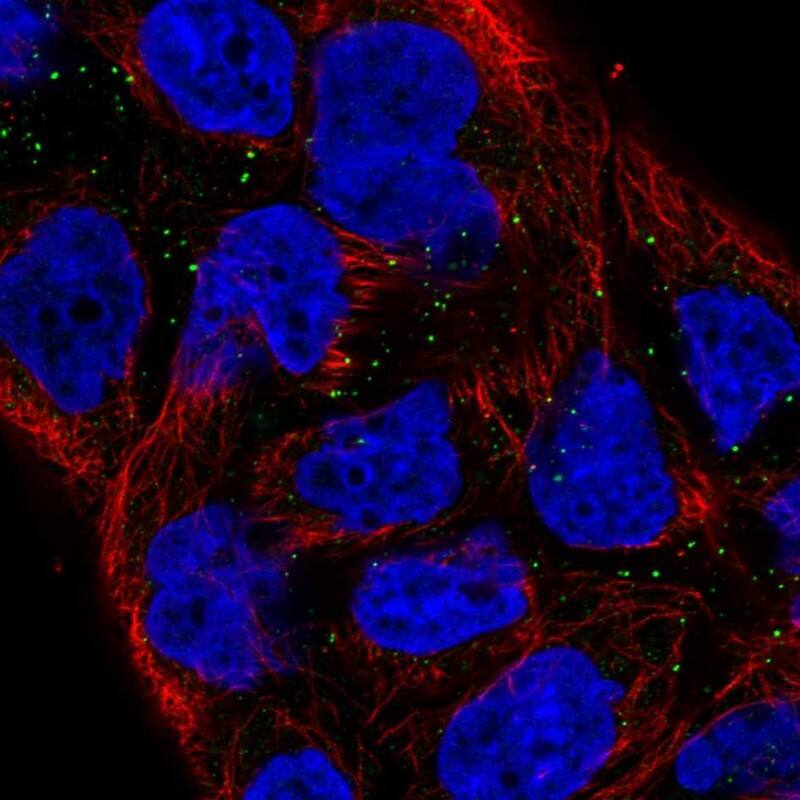 Vanin-1/VNN1 Antibody Immunocytochemistry/Immunofluorescence: Vanin-1/VNN1 Antibody [NBP3-25222]