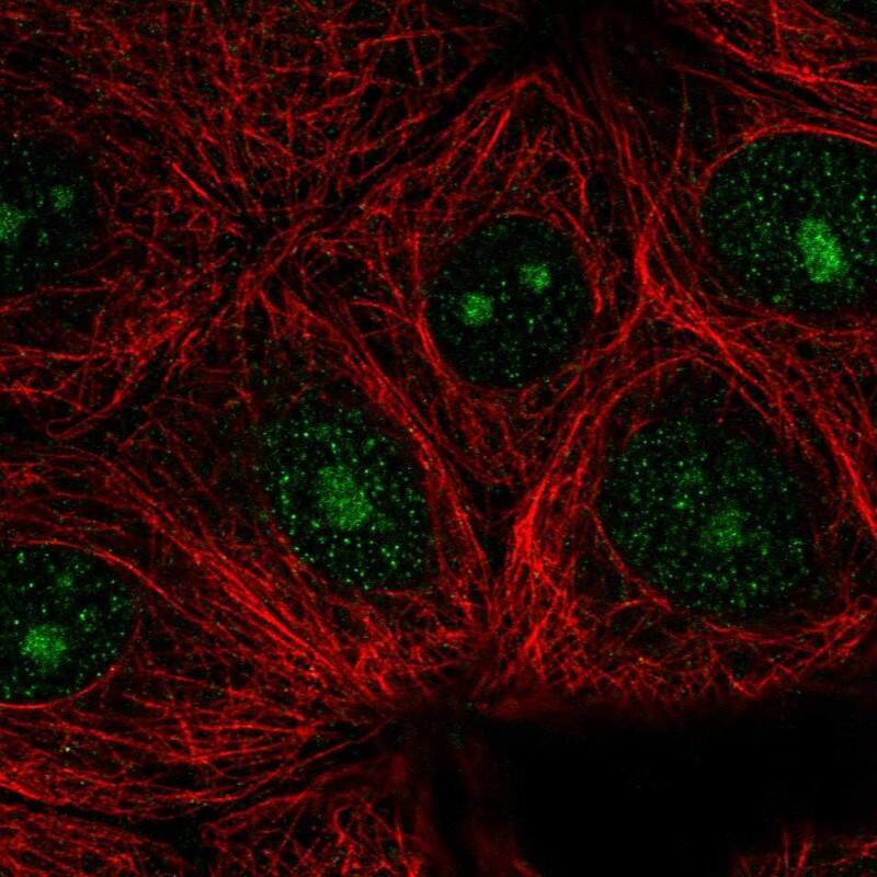 WDR46 Antibody Immunocytochemistry/Immunofluorescence: WDR46 Antibody [NBP3-25230]