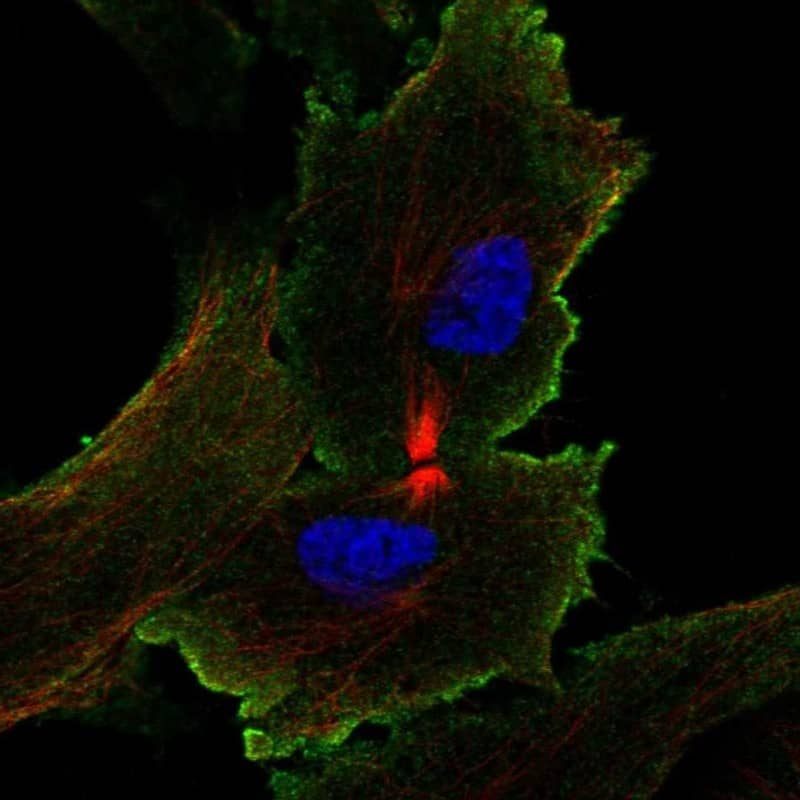 WISP2 Antibody Immunocytochemistry/Immunofluorescence: WISP2 Antibody [NBP3-25232]