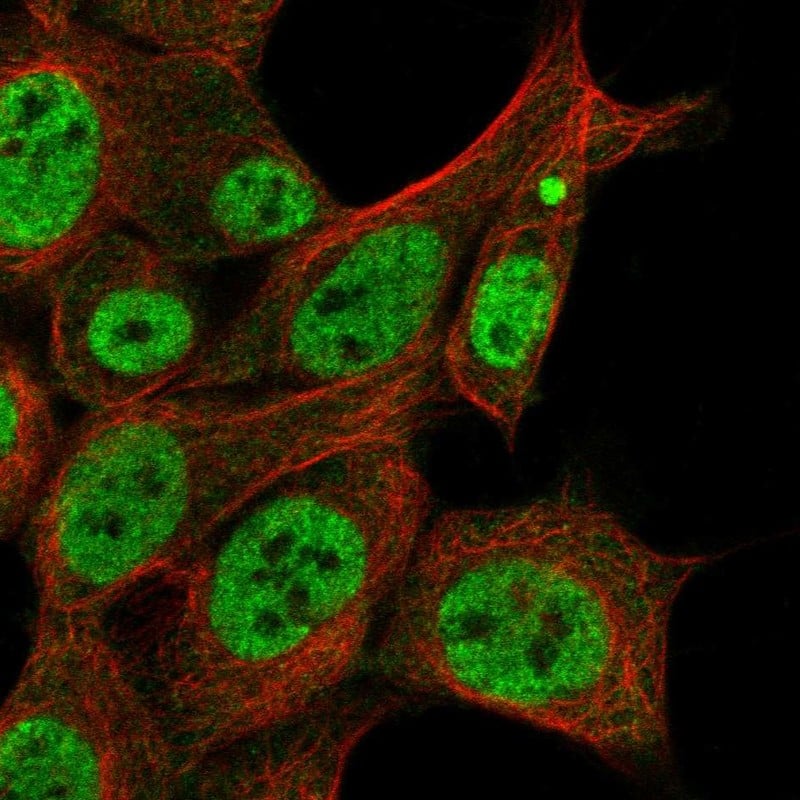 ZAR1L Antibody Immunocytochemistry/Immunofluorescence: ZAR1L Antibody [NBP3-25236]