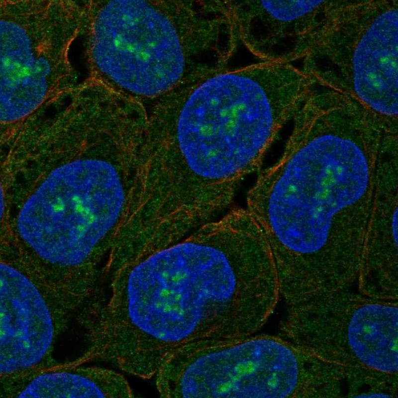 ZNF175 Antibody Immunocytochemistry/Immunofluorescence: ZNF175 Antibody [NBP3-25245]