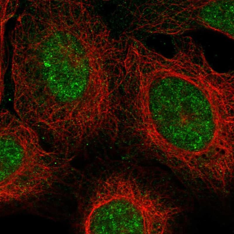 ZUFSP Antibody Immunocytochemistry/Immunofluorescence: ZUFSP Antibody [NBP3-25261]