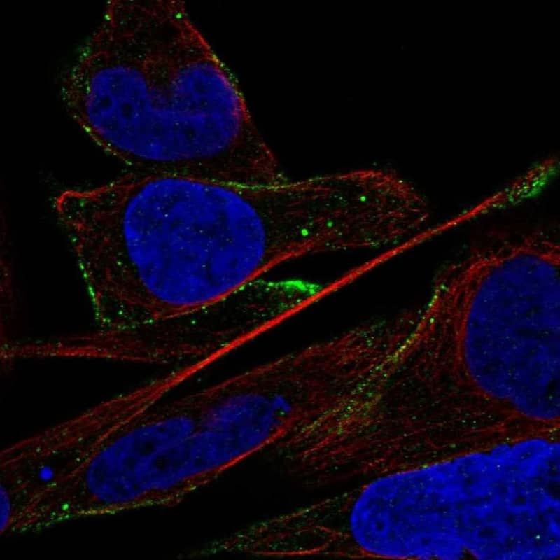 ADAMTS16 Antibody Immunocytochemistry/Immunofluorescence: ADAMTS16 Antibody [NBP3-25265]