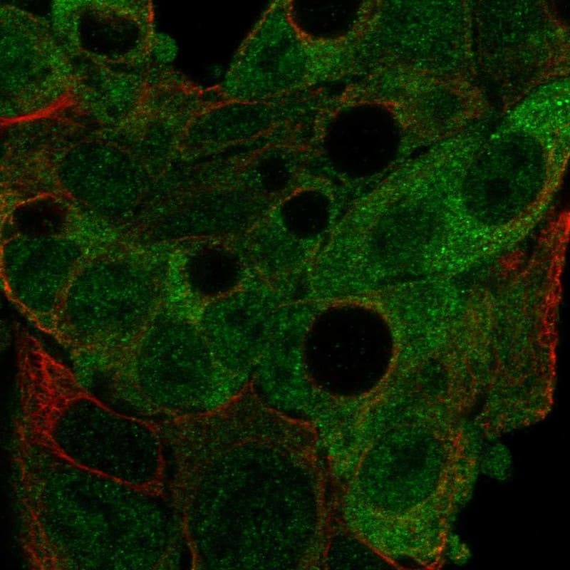 AGFG2 Antibody Immunocytochemistry/Immunofluorescence: AGFG2 Antibody [NBP3-25269]