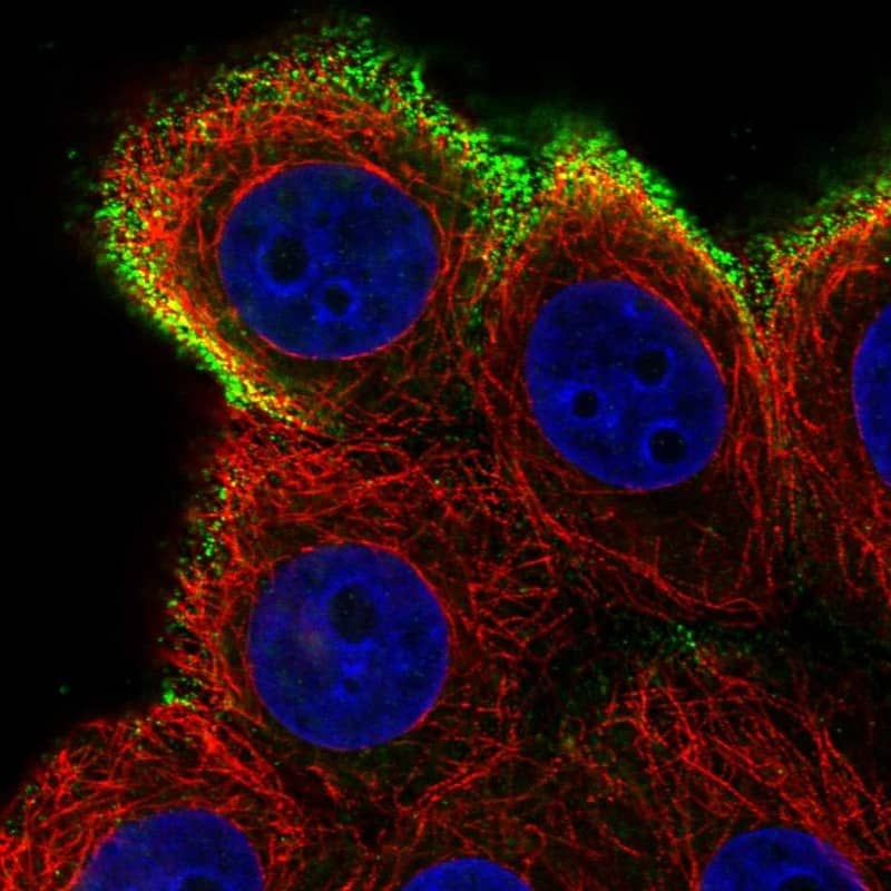 AMIGO Antibody Immunocytochemistry/Immunofluorescence: AMIGO Antibody [NBP3-25275]