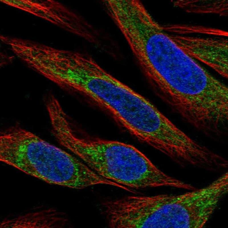 APOOL Antibody Immunocytochemistry/Immunofluorescence: APOOL Antibody [NBP3-25279]