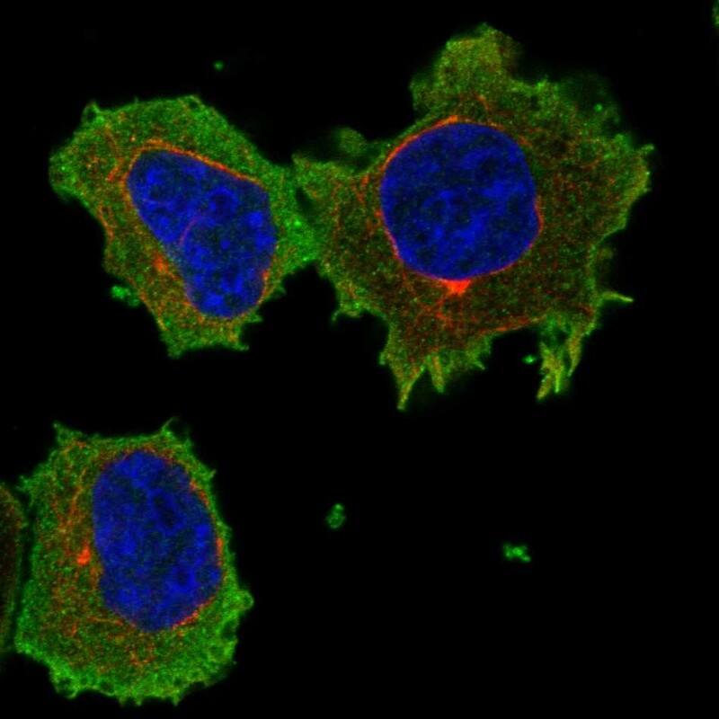 ARHGAP17 Antibody Immunocytochemistry/Immunofluorescence: ARHGAP17 Antibody [NBP3-25283]