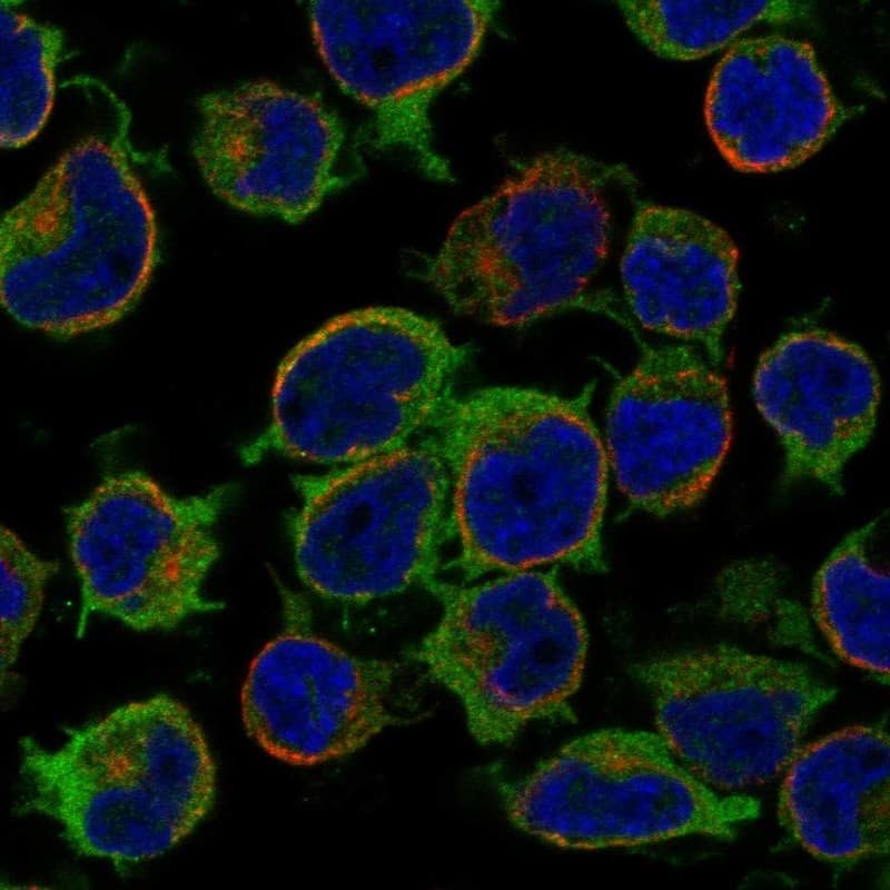 ARHGEF6 Antibody Immunocytochemistry/Immunofluorescence: ARHGEF6 Antibody [NBP3-25284]