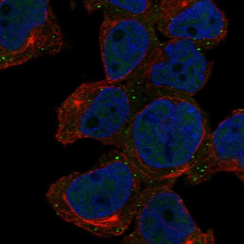 ARMH1 Antibody Immunocytochemistry/Immunofluorescence: ARMH1 Antibody [NBP3-25287]