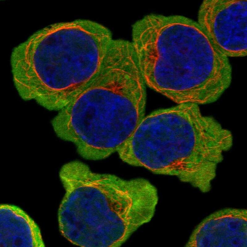 ATP13A5 Antibody Immunocytochemistry/Immunofluorescence: ATP13A5 Antibody [NBP3-25290]