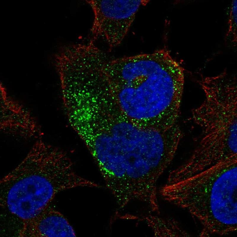 BMP-8b Antibody Immunocytochemistry/Immunofluorescence: BMP-8b Antibody [NBP3-25299]