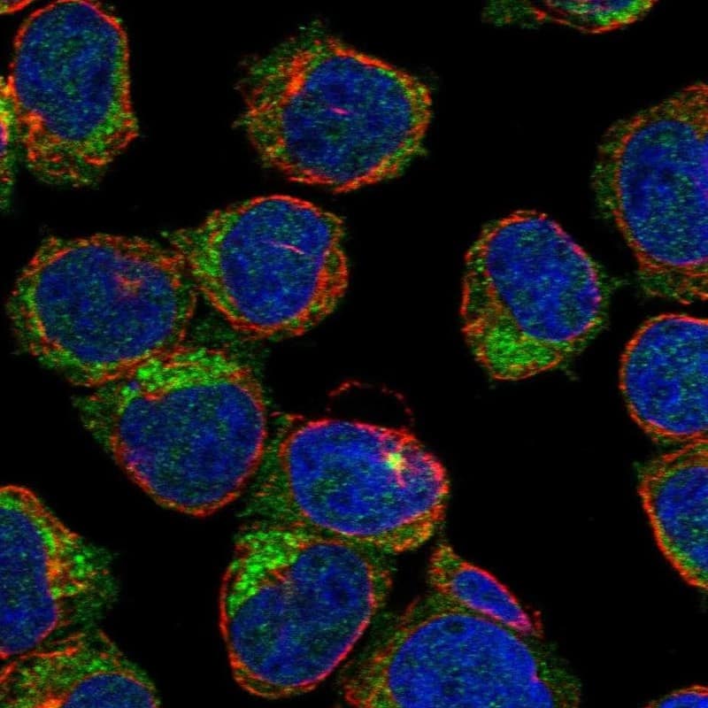 BRDG1/STAP-1 Antibody Immunocytochemistry/Immunofluorescence: BRDG1/STAP-1 Antibody [NBP3-25304]