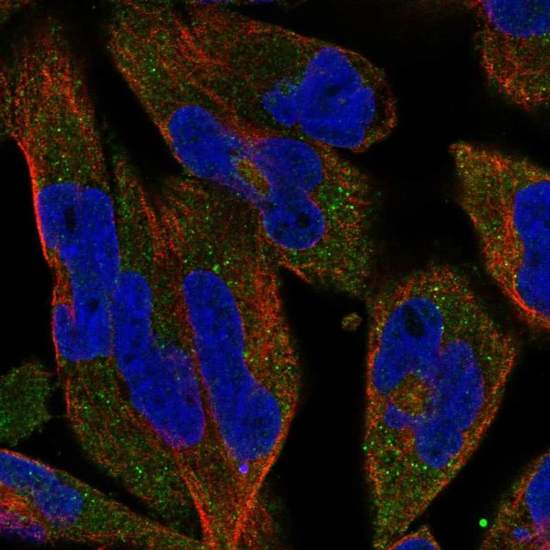 C12orf60 Antibody Immunocytochemistry/Immunofluorescence: C12orf60 Antibody [NBP3-25307]