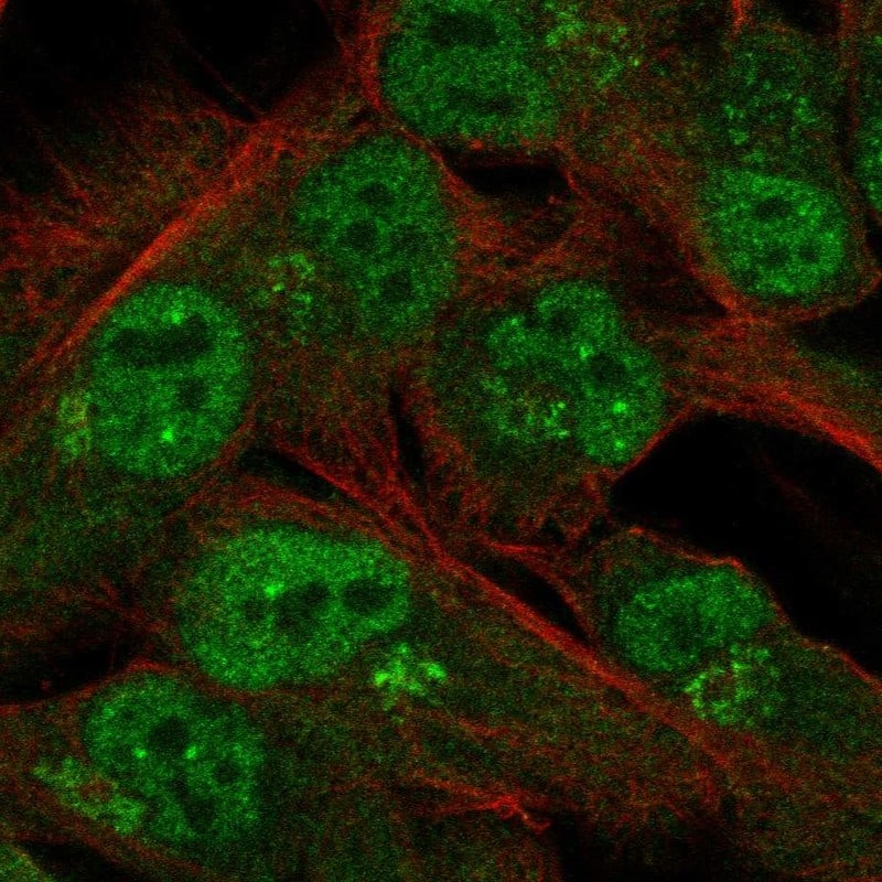 C15orf40 Antibody Immunocytochemistry/Immunofluorescence: C15orf40 Antibody [NBP3-25308]