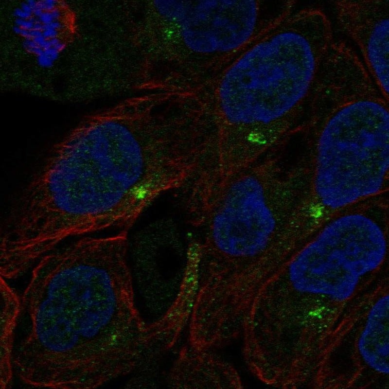 C1orf146 Antibody Immunocytochemistry/Immunofluorescence: C1orf146 Antibody [NBP3-25313]