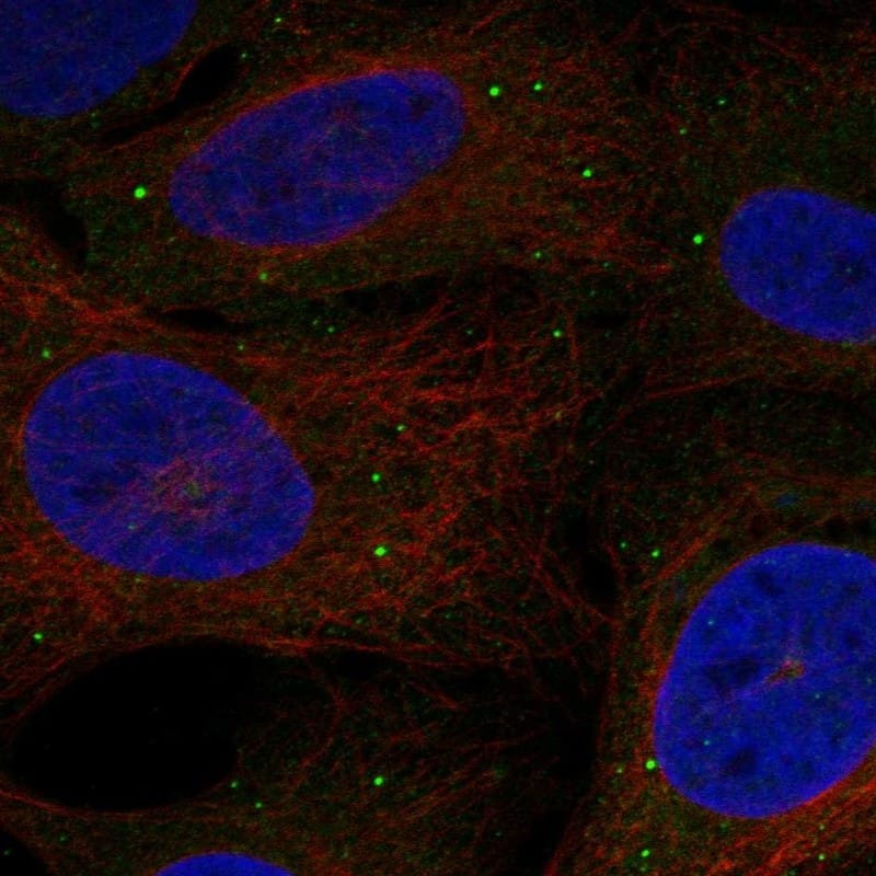 C1QL1 Antibody Immunocytochemistry/Immunofluorescence: C1QL1 Antibody [NBP3-25315]