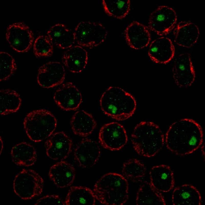 CABLES2 Antibody Immunocytochemistry/Immunofluorescence: CABLES2 Antibody [NBP3-25320]