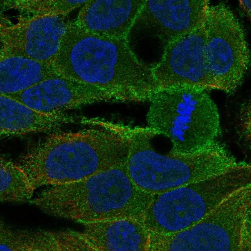 Keratinocyte Differentiation Factor 1 Antibody Immunocytochemistry/Immunofluorescence: Keratinocyte Differentiation Factor 1 Antibody [NBP3-25328]