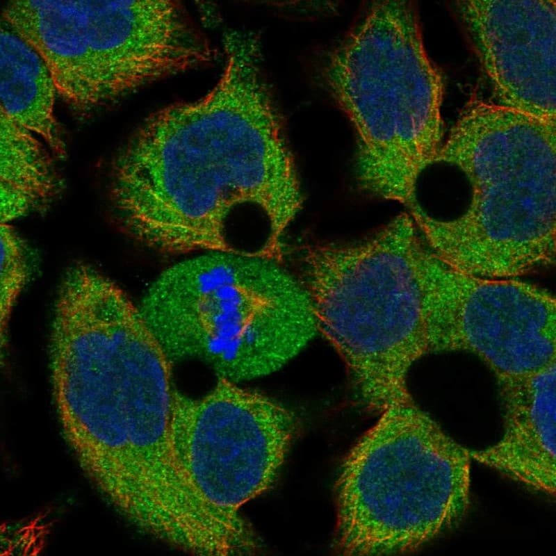 PRKRIR Antibody Immunocytochemistry/Immunofluorescence: PRKRIR Antibody [NBP3-25329]