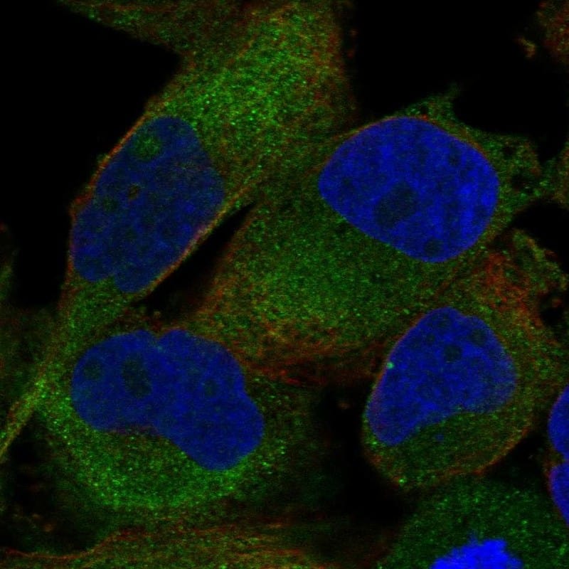 shootin-1 Antibody Immunocytochemistry/Immunofluorescence: shootin-1 Antibody [NBP3-25331]