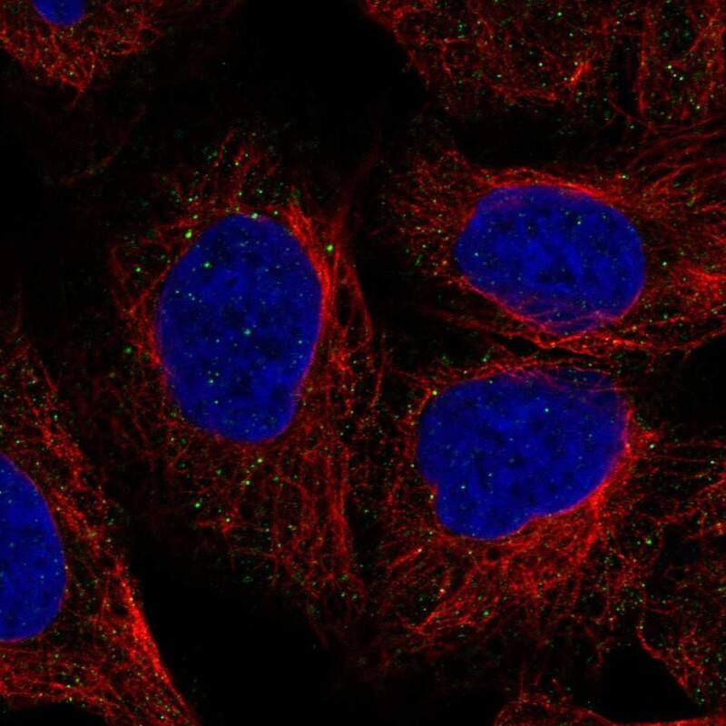 Tenascin X Antibody Immunocytochemistry/Immunofluorescence: Tenascin X Antibody [NBP3-25332]