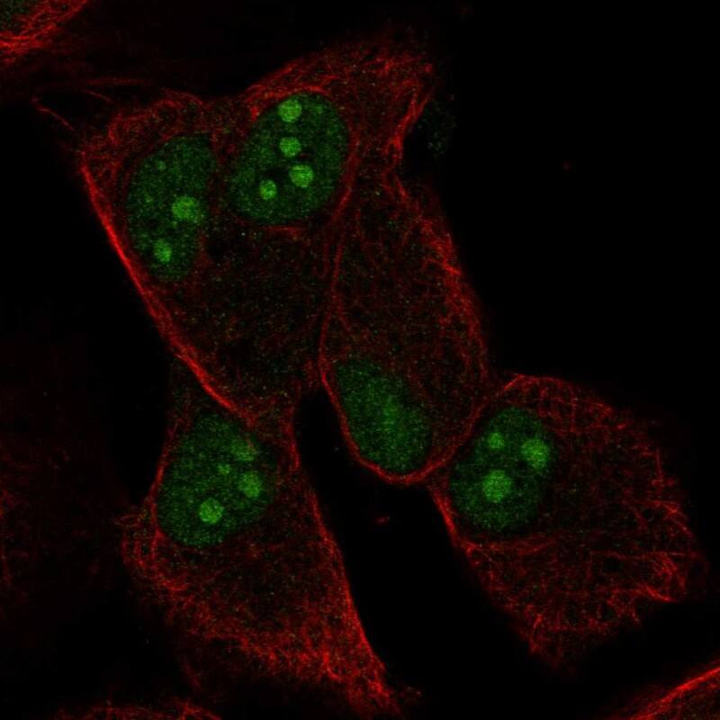 WW domain binding protein 5 Antibody Immunocytochemistry/Immunofluorescence: WW domain binding protein 5 Antibody [NBP3-25333]