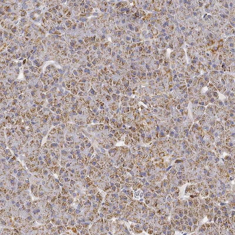 Calpain 15 Antibody Immunohistochemistry-Paraffin: Calpain 15 Antibody [NBP3-25342]