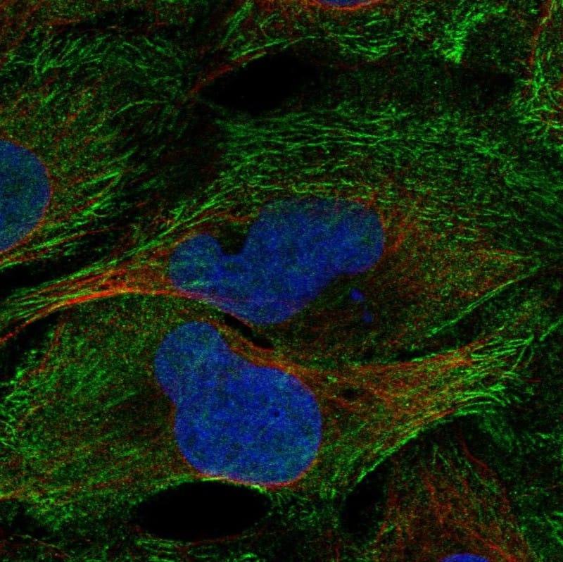 Septin-2 Antibody Immunocytochemistry/Immunofluorescence: Septin-2 Antibody [NBP3-25347]